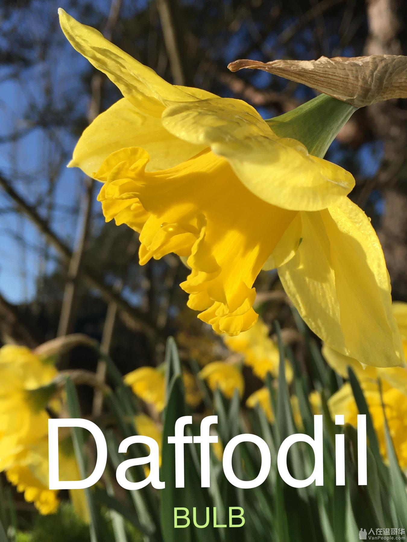 吾家小园 洋水仙daffodil 大温生活 人在温哥华vanpeople Com